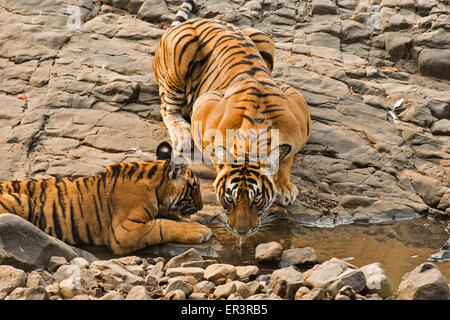 Wild madre tigre del Bengala e il suo giovane cub bere da una piscina rocciosa in Ranthambhore riserva della tigre Foto Stock