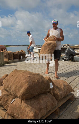 Eastpoint, Florida - Oystermen scaricare 60-pound sacchetti di raccolti di fresco ostriche al barbiere di frutti di mare. Foto Stock