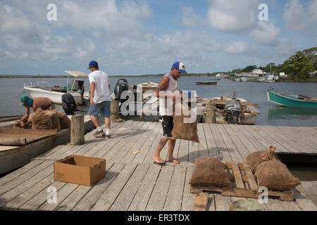 Eastpoint, Florida - Oystermen scaricare 60-pound sacchetti di raccolti di fresco ostriche al barbiere di frutti di mare. Foto Stock