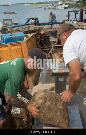 Eastpoint, Florida - Oystermen scaricare 60-pound sacchetti di raccolti di fresco ostriche al barbiere di frutti di mare. Foto Stock