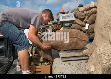 Eastpoint, Florida - Oystermen scaricare 60-pound sacchetti di raccolti di fresco ostriche al barbiere di frutti di mare. Foto Stock