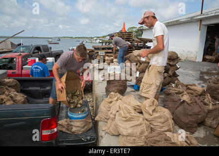 Eastpoint, Florida - Oystermen scaricare 60-pound sacchetti di raccolti di fresco ostriche al barbiere di frutti di mare. Foto Stock