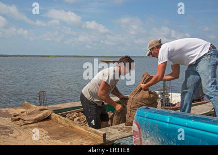 Eastpoint, Florida - Oystermen scaricare 60-pound sacchetti di raccolti di fresco ostriche al barbiere di frutti di mare. Foto Stock