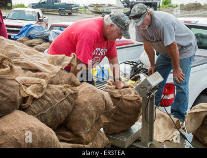 Eastpoint, Florida - Oystermen scaricare 60-pound sacchetti di raccolti di fresco ostriche al barbiere di frutti di mare. Foto Stock