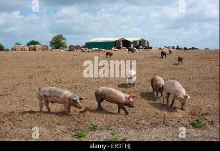 Outdoor suini di allevamento di suini, Norfolk, Inghilterra Foto Stock