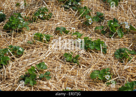 Le fragole protetti da reti e paglia Foto Stock