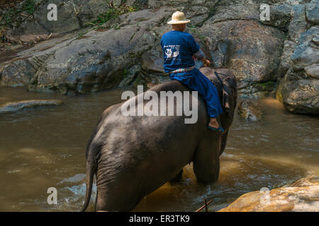 Thai Elephant è stato prendere un bagno con mahout (elefante conducente , elephant keeper) in Maesa elephant camp , Chiang Mai , della Thailandia, come Foto Stock