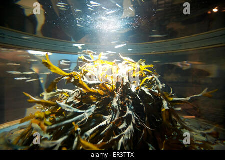 Pesce e alghe marine in un pubblico di acqua salata acquario Foto Stock