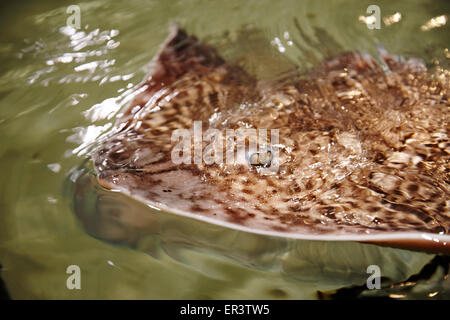 Thornback ray raja clavata nuotare sulla superficie dell'acqua Foto Stock