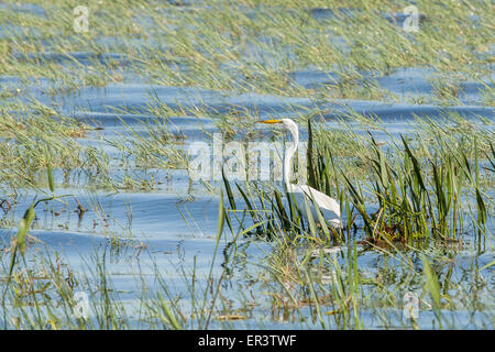 Snowy Garzetta in piedi tra le lamelle di acqua in un lago. Foto Stock