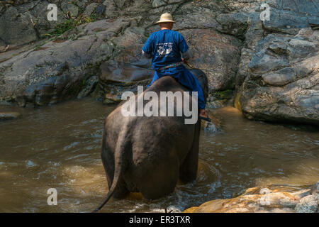 Thai Elephant è stato prendere un bagno con mahout (elefante conducente , elephant keeper) in Maesa elephant camp , Chiang Mai , della Thailandia, come Foto Stock