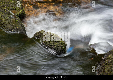 Moss coperto in roccia di fiume (afon) Brynberian Pembrokeshire Wales Foto Stock