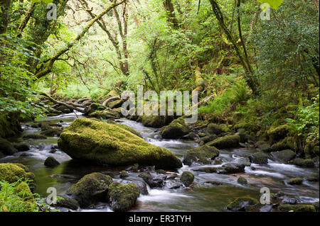 Moss coperto in roccia di fiume (afon) Brynberian Pembrokeshire Wales Foto Stock