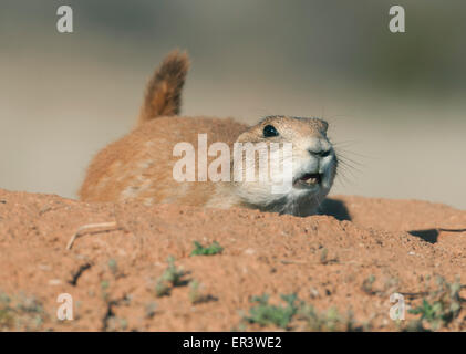 Nero-tailed prairie dog (Cynomys ludovicianus) dando Allarme chiamata in entrata scavano, Devil's Tower monumento nazionale, Wyoming Foto Stock