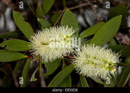 Cluster di bianco crema scovolino da bottiglia fiori e foglie verdi di nativi Australiani paperbark tree, Melaleuca quinquenervia su sfondo scuro Foto Stock