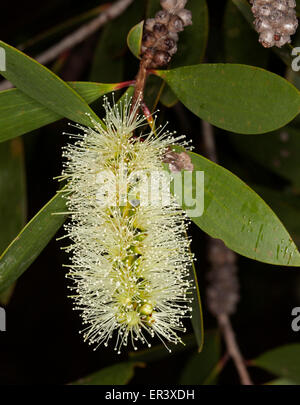 Cluster di bianco crema scovolino da bottiglia di Fiori & Foglie verdi di nativi Australiani paperbark tree, Melaleuca quinquenervia su sfondo scuro Foto Stock