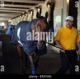 Louisville, KY, Stati Uniti d'America. 26 Maggio, 2015. Maggio 26, 2015 American Pharoah nel suo Kentucky Derby coperta con hotwalker Juan. Credito: Maria M. Meeke/ESW/CSM/Alamy Live News Foto Stock