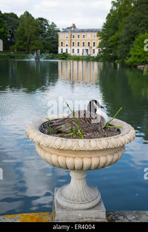 Londra, Regno Unito. 26 Maggio, 2015. Oche del Canada abitualmente nidificano sul terreno in prossimità di acqua. Questo però ha scelto un più elevato posizione in una piantatrice vicino al Victoria Gate a Kew. Credito: Paul Martin/Alamy Live News Foto Stock