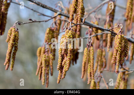 Molla. Alder amenti (lat. Alnus) close up Foto Stock