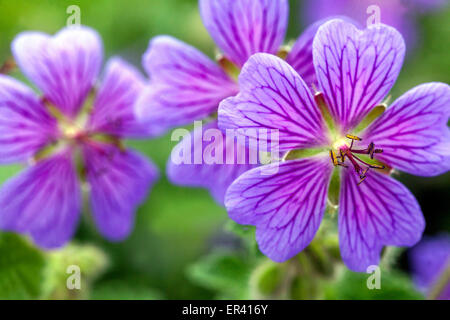 Geranio renardii 'Terre Franche', cranesbill Foto Stock