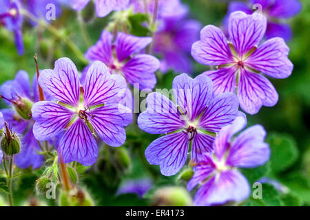 Cranesbill, geranio renardii 'Terre Franche' Foto Stock