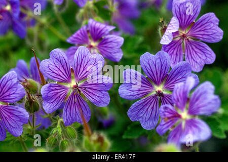 Cranesbill, geranio renardii 'Terre Franche' Foto Stock