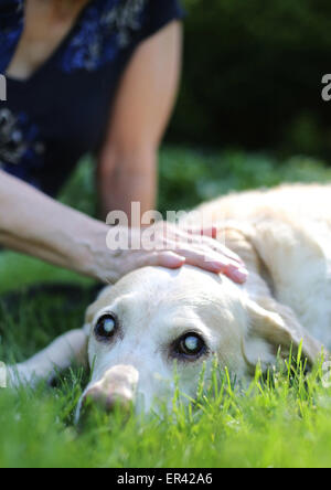 Una donna come accarezzare un vecchio cane cieco. Foto Stock