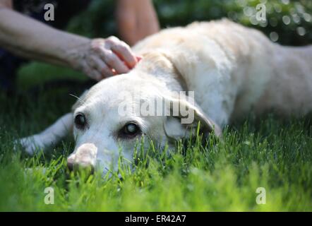 Una donna come accarezzare un vecchio cane cieco. Foto Stock