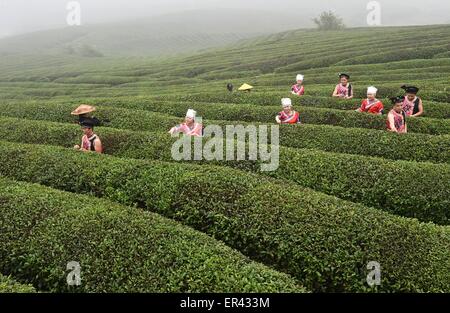 Weng'an, Cina Guizhou. 26 Maggio, 2015. Coltivatori di tè prelevare le foglie di tè in Weng'an Contea sotto Bouyei-Miao prefettura autonoma di Qiannan, a sud-ovest della Cina di Guizhou, 26 maggio 2015. Credito: Chen Haining/Xinhua/Alamy Live News Foto Stock