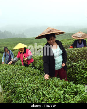 Weng'an, Cina Guizhou. 26 Maggio, 2015. Coltivatori di tè prelevare le foglie di tè in Weng'an Contea sotto Bouyei-Miao prefettura autonoma di Qiannan, a sud-ovest della Cina di Guizhou, 26 maggio 2015. Credito: Chen Haining/Xinhua/Alamy Live News Foto Stock