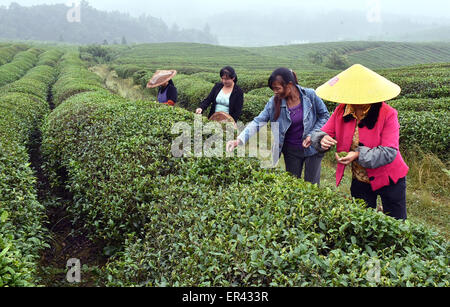 Weng'an, Cina Guizhou. 26 Maggio, 2015. Coltivatori di tè prelevare le foglie di tè in Weng'an Contea sotto Bouyei-Miao prefettura autonoma di Qiannan, a sud-ovest della Cina di Guizhou, 26 maggio 2015. Credito: Chen Haining/Xinhua/Alamy Live News Foto Stock