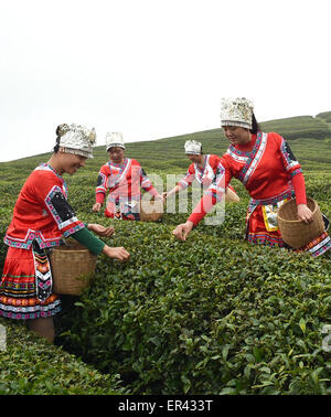 Weng'an, Cina Guizhou. 26 Maggio, 2015. Coltivatori di tè prelevare le foglie di tè in Weng'an Contea sotto Bouyei-Miao prefettura autonoma di Qiannan, a sud-ovest della Cina di Guizhou, 26 maggio 2015. Credito: Chen Haining/Xinhua/Alamy Live News Foto Stock