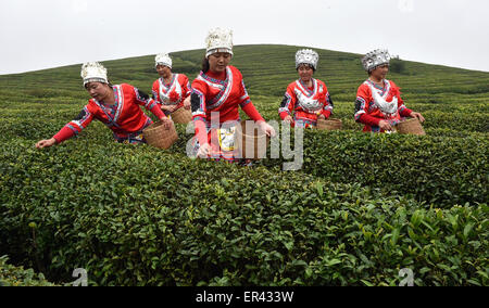 Weng'an, Cina Guizhou. 26 Maggio, 2015. Coltivatori di tè prelevare le foglie di tè in Weng'an Contea sotto Bouyei-Miao prefettura autonoma di Qiannan, a sud-ovest della Cina di Guizhou, 26 maggio 2015. Credito: Chen Haining/Xinhua/Alamy Live News Foto Stock