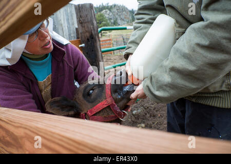 Virginia Dale, Colorado - monache domenicane alimentano un vitello presso l Abbazia di San Walburga. Foto Stock