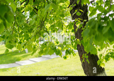 In tarda serata sole che filtra attraverso le foglie verdi di un estate betulla in Russia Foto Stock