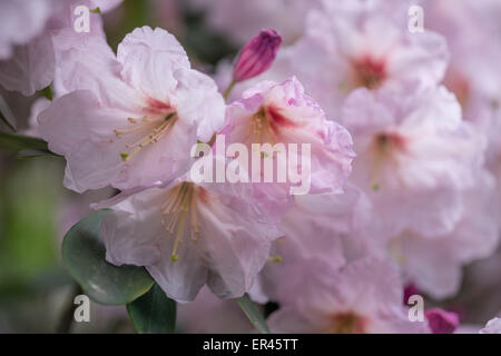 Rosa pallido rododendro fortunei blossom close up Foto Stock