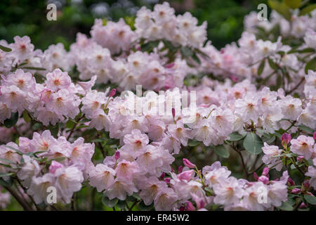 Rosa pallido rododendro fortunei blossom close up Foto Stock