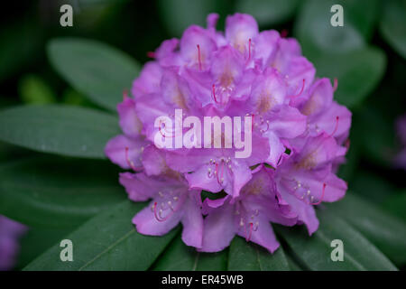 Viola Rhododendron ponticum blossom close up Foto Stock