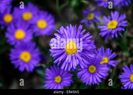 Aster alpinus Dunkle schone Foto Stock