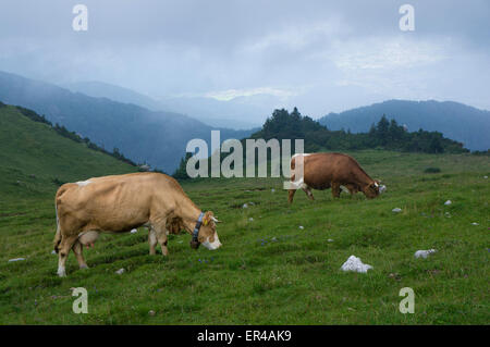 Velika planina (grande pascolo) vicino a Kamnik è il più grande alpeggio in Slovenia. Foto Stock