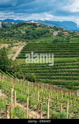 Goriška Brda vicino al confine italiano vitigno regione di produzione. Foto Stock