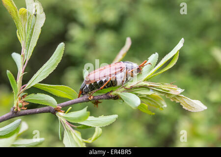 Un coleottero possono salire sul ramo di un albero Foto Stock