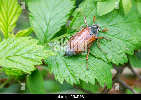 Un Cockchafer salendo su una foglia Foto Stock