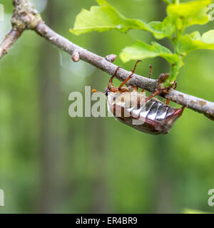 Un coleottero possono salire sul ramo di un albero di quercia Foto Stock