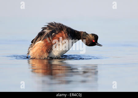 Collo Nero svasso in estate piumaggio Foto Stock