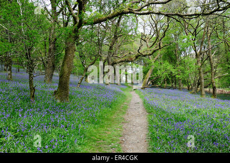 Percorso attraverso bluebells nativa in antiche upland sessili bosco di querce Dinas RSPB Riserva Naturale Rhandirmwyn Carmarthenshire Foto Stock