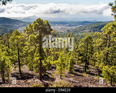 Bellissimo paesaggio con alberi e nuvole Foto Stock