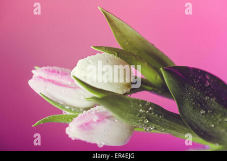 I tulipani con goccioline di acqua contro un sfondo rosa Foto Stock