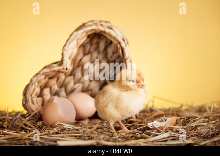 Recentemente pulcino tratteggiata con le uova in un cesto Foto Stock