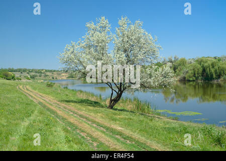 Rurale ucraino inizio estate paesaggio con lonely silverberry tree accanto al piccolo fiume Sura. Foto Stock